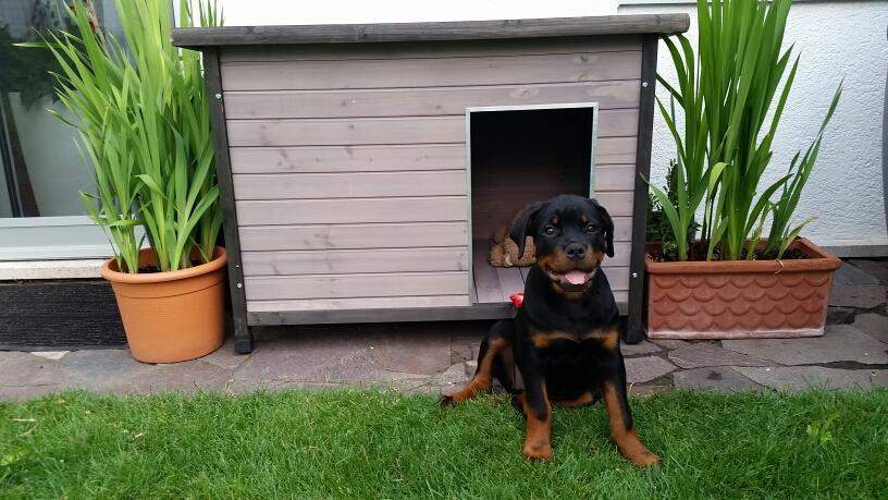 Moderne Holz-Hundehütte mit Flachdach. grau lasiert, 106 x 69 x 82 cm