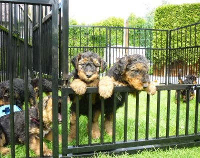 Wie gewöhne ich meinen Hund an den Welpenauslauf?