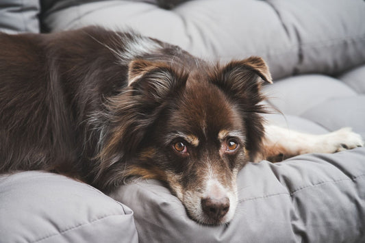 Warum ist für ältere Hund ein orthopädisches Hundebett ratsam?