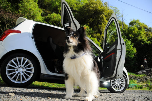 Sicher ist sicher: Der Hund im Auto