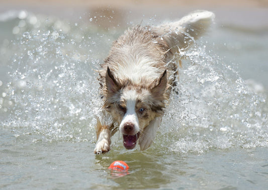 Wie kann ich meinen Hund beim Training/der Erziehung belohnen?