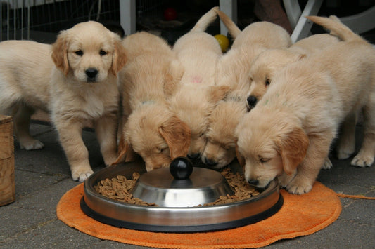 Was ist das richtige Hundefutter für Welpen?