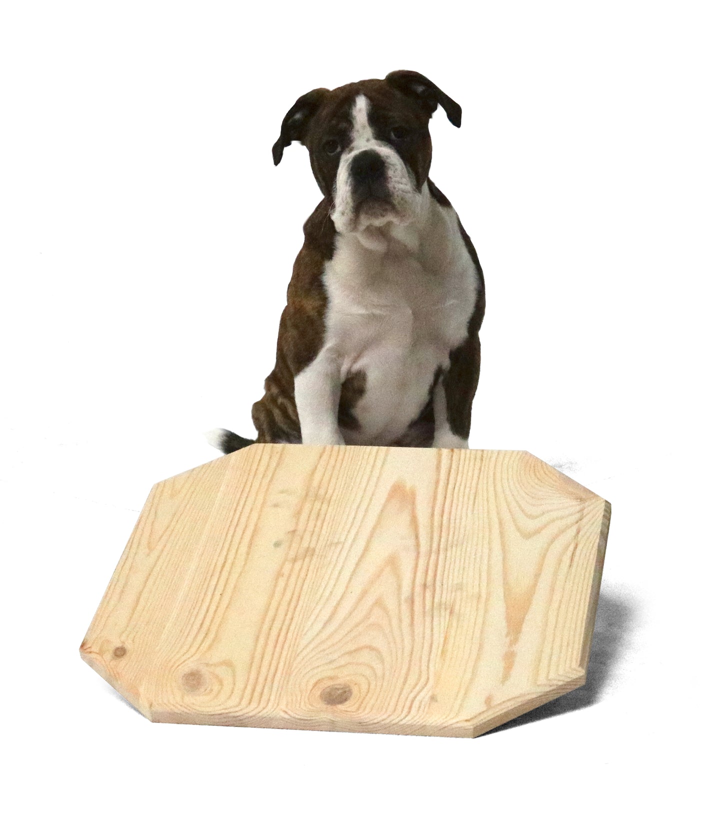 Welpen-Wackelbrett 40x40 cm aus Holz naturbelassen, Activity Motorik-Spielzeug für Hunde