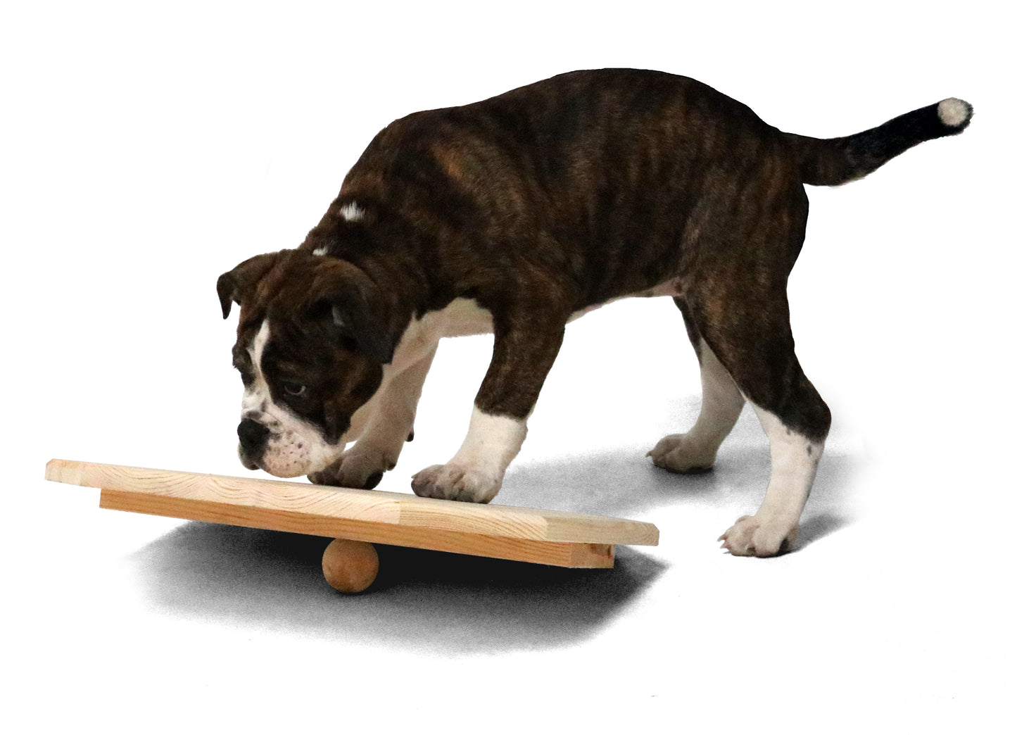Welpen-Wackelbrett 40x40 cm aus Holz naturbelassen, Activity Motorik-Spielzeug für Hunde