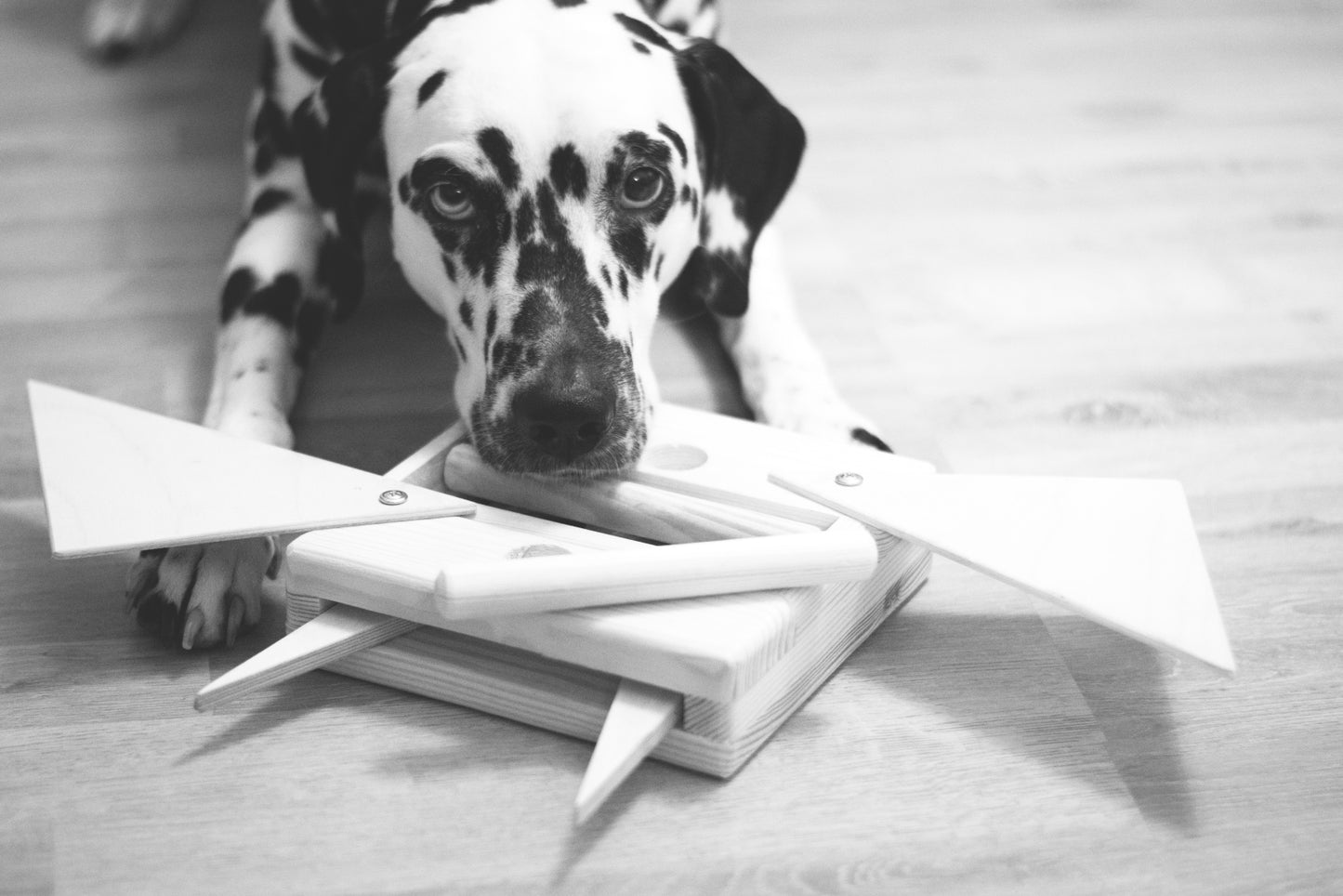 Hundespielzeug Multi, Intelligenz-Multi-Kombinationsspiel