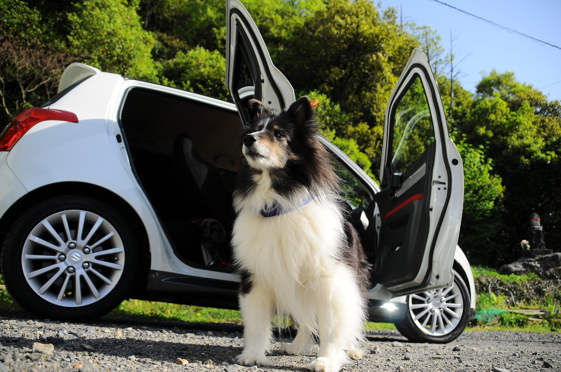Ihren Hund im Auto transportieren: Richtig und sicher