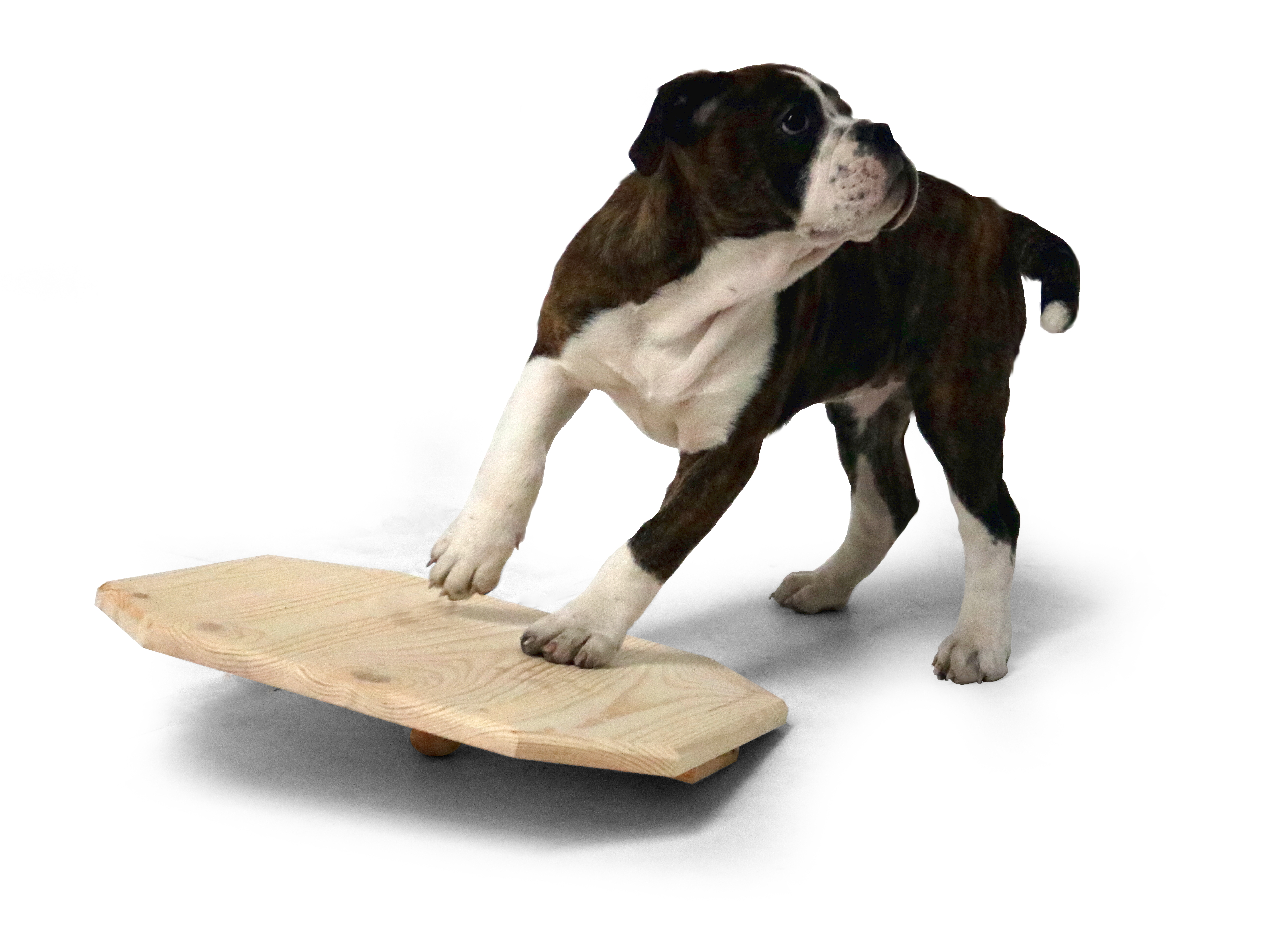 Welpen-Wackelbrett 40x40 cm aus Holz naturbelassen, Activity Motorik-Spielzeug für Hunde
