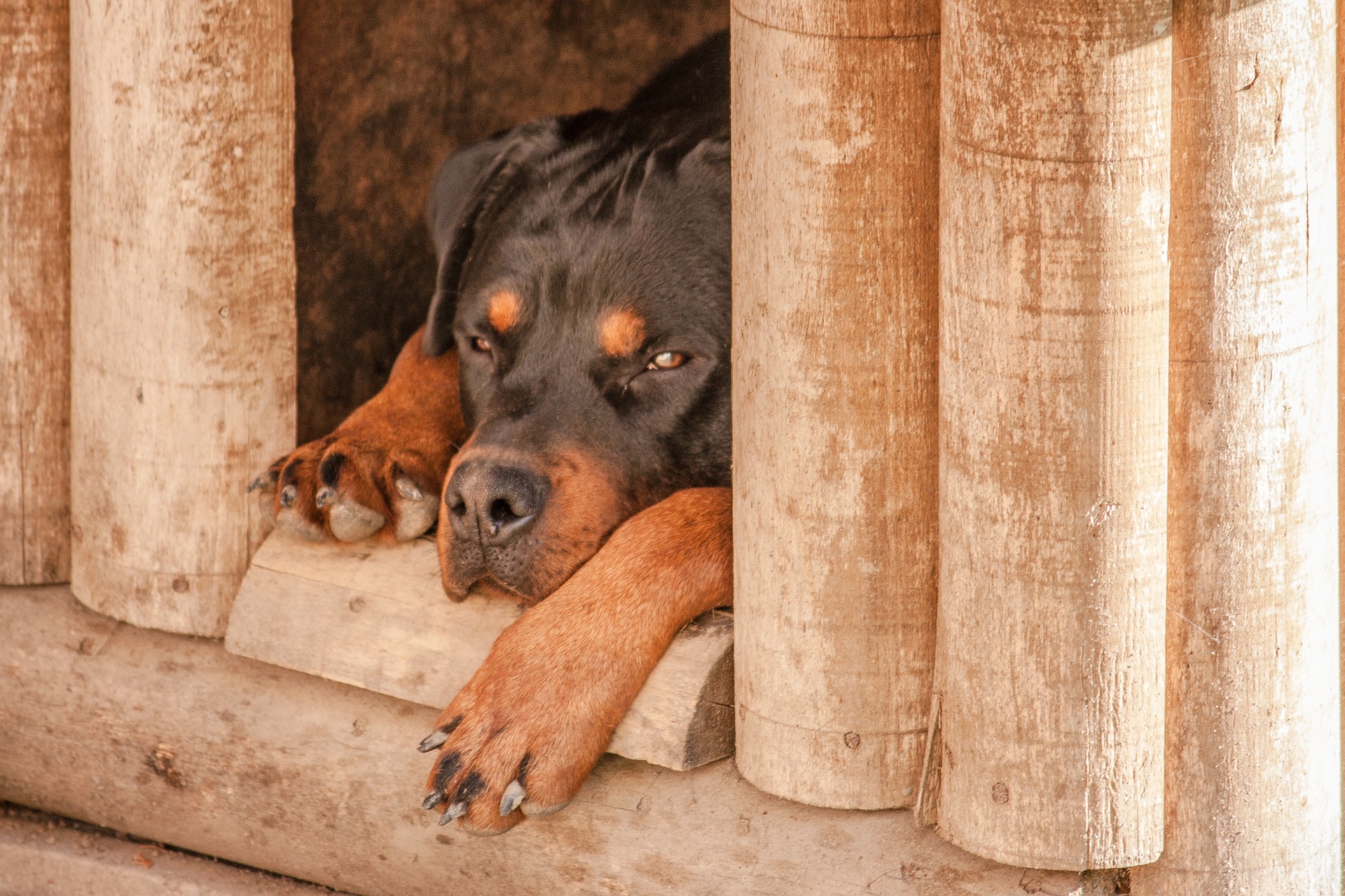 Wie kann man seinen Hund an die Hundehütte gewöhnen?