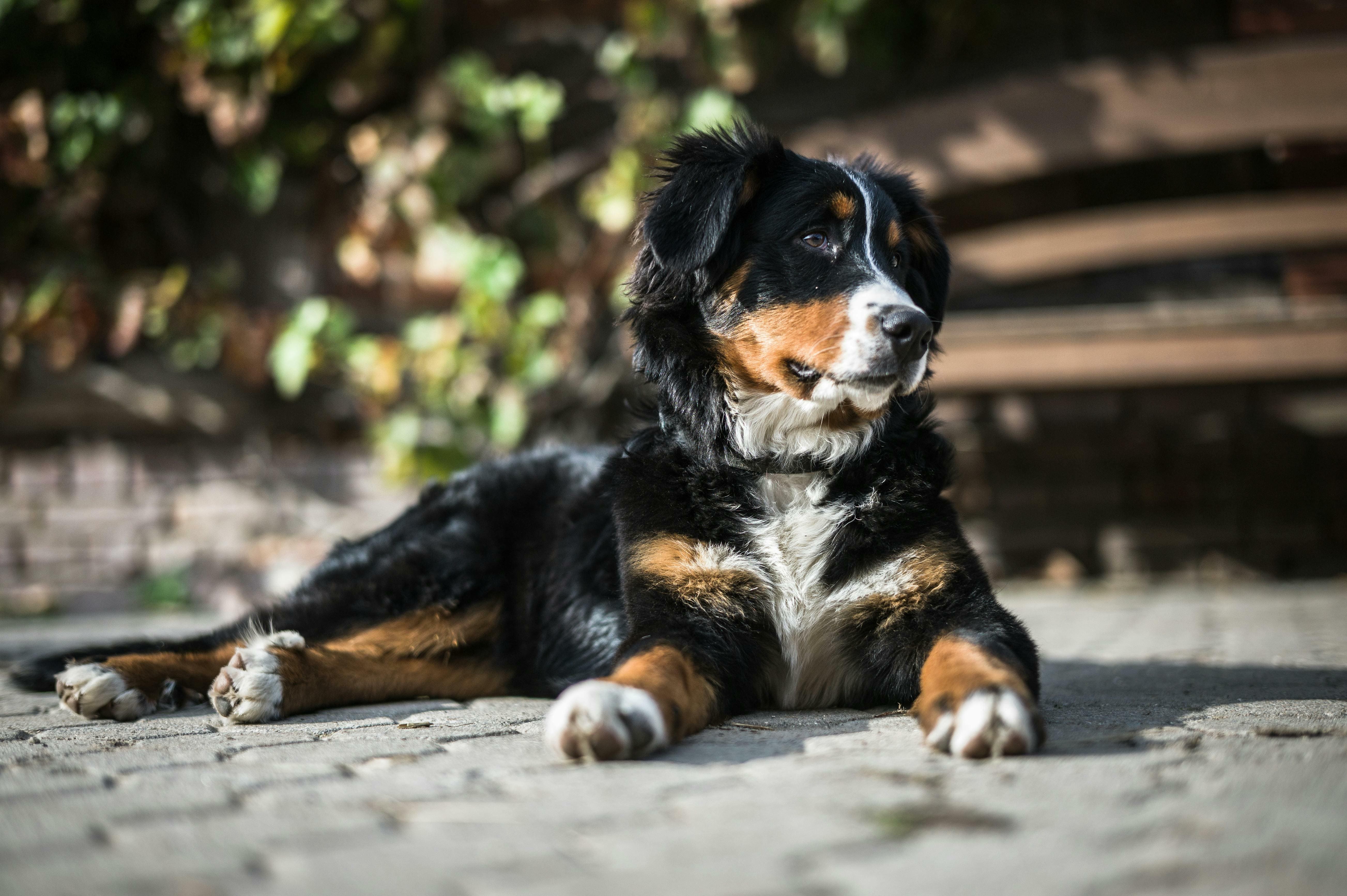 Hofhund