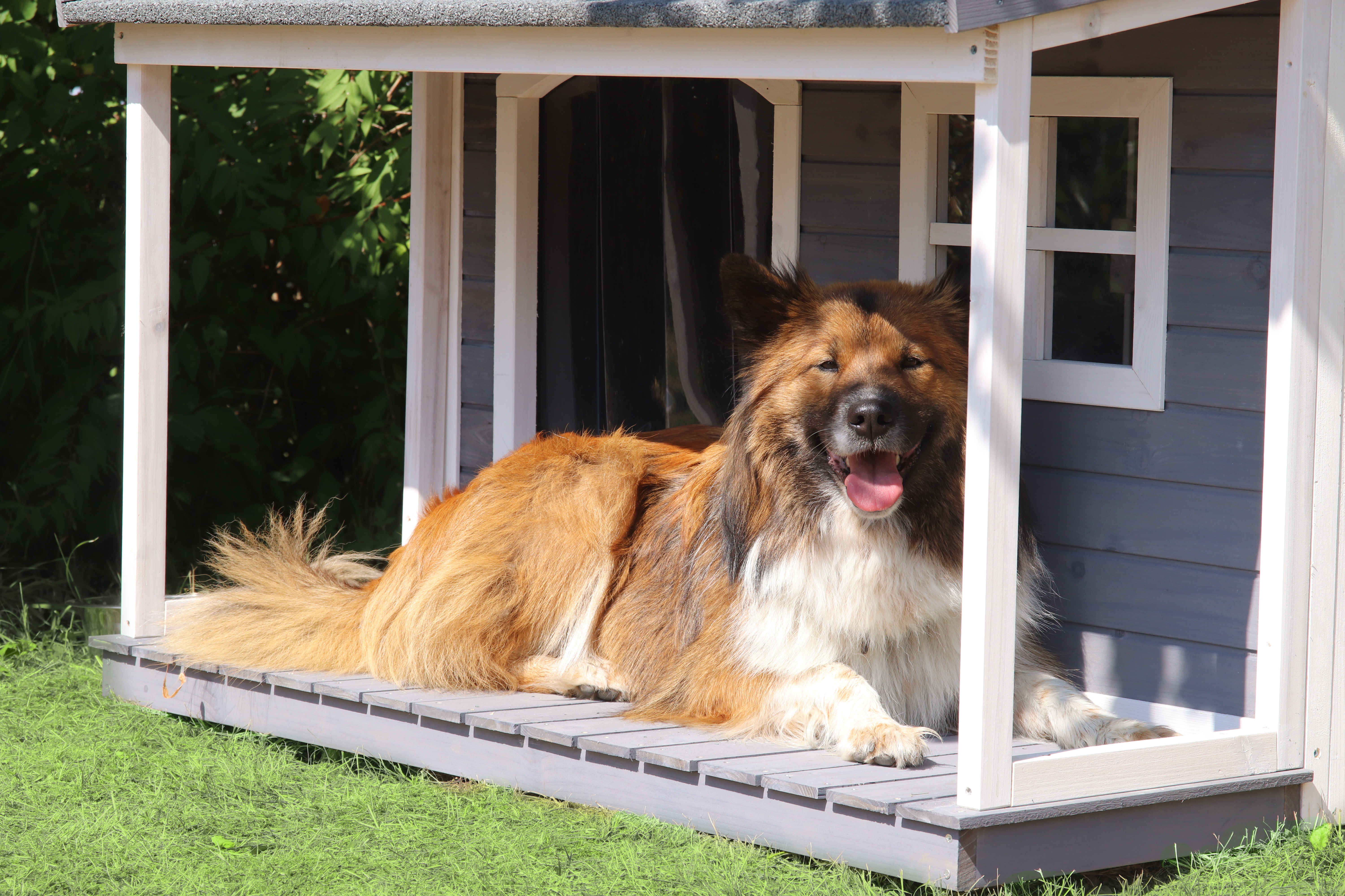 Holz-Hundehütte mit Satteldach und Veranda, grau-weiß lasiert, wetterfest