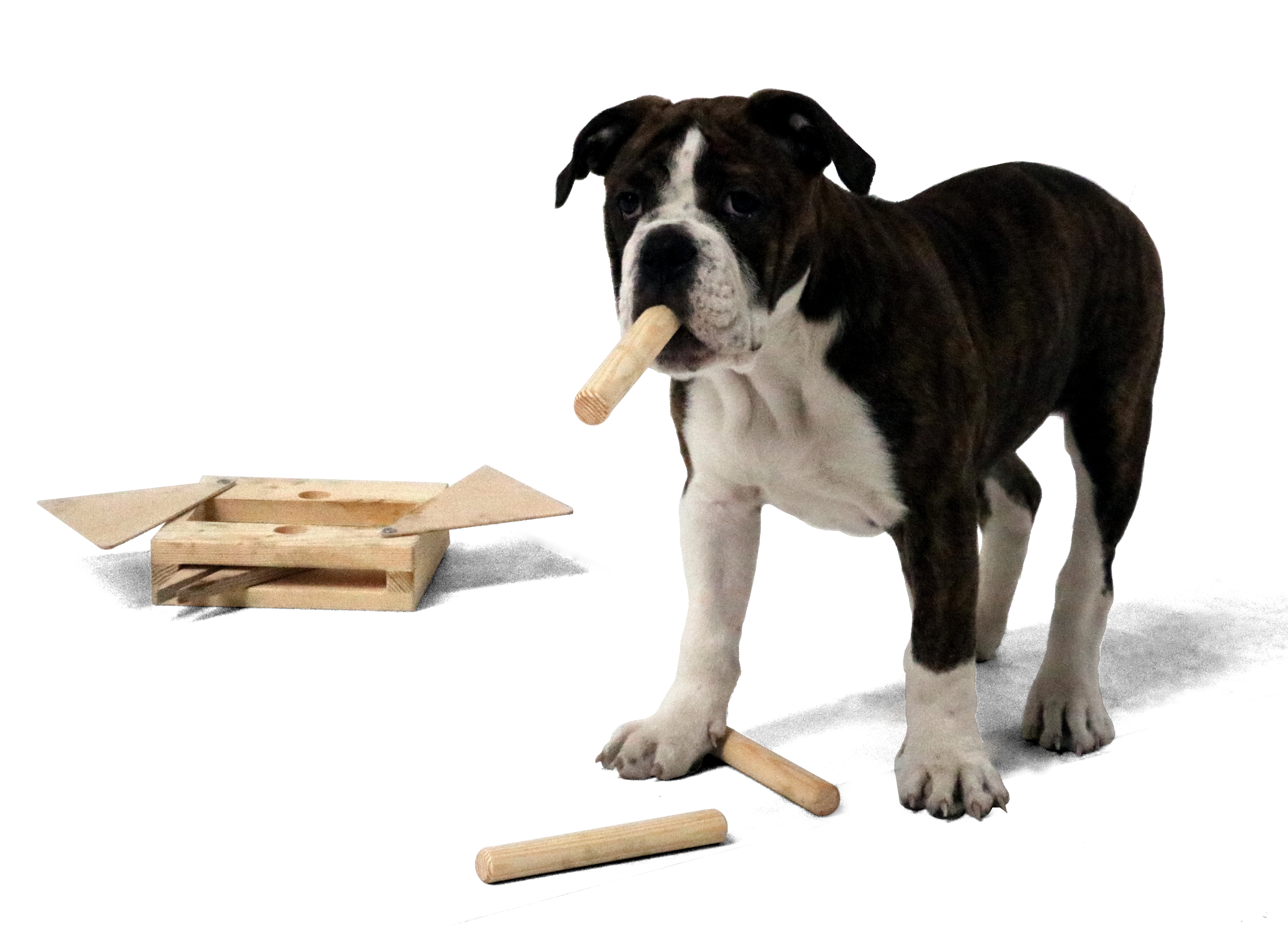 Hundespielzeug Multi, Intelligenz-Multi-Kombinationsspiel Hundespielzeug Multi, Intelligenz-Multi-Kombinationsspiel