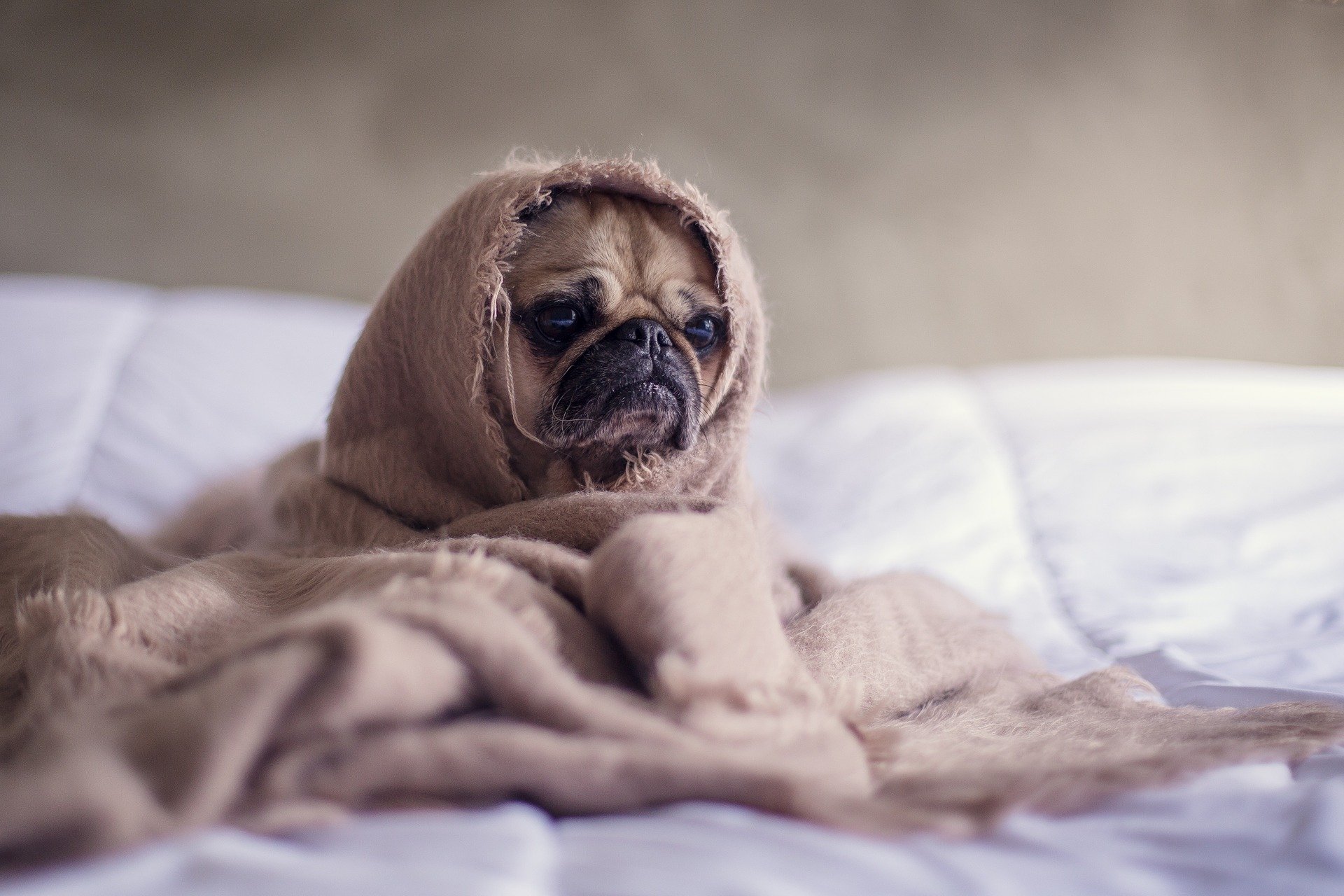 Warum frieren Hunde trotz Fell?