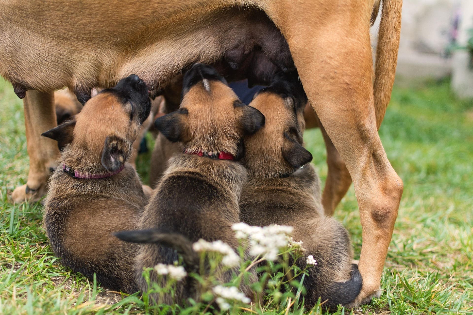 dogs-6323405_1920.jpg?ts=1749622354