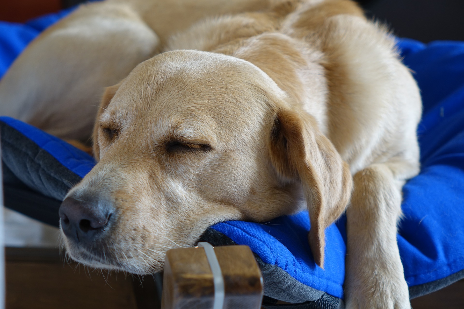 Hundebett: Welche Größe für welchen Hund?